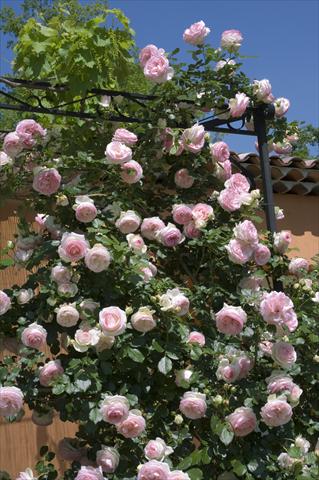 Photos von Blumenvarianten benutzt als: Topf und Beet Rosa rampicante Pierre de Ronsard Gpt ©