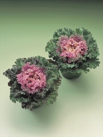 Photos von Blumenvarianten benutzt als: Beet- / Rabattenpflanze Brassica oleracea Kamome F1 series