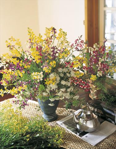 Photos von Blumenvarianten benutzt als: Schnittblume Linaria maroccana Lace series
