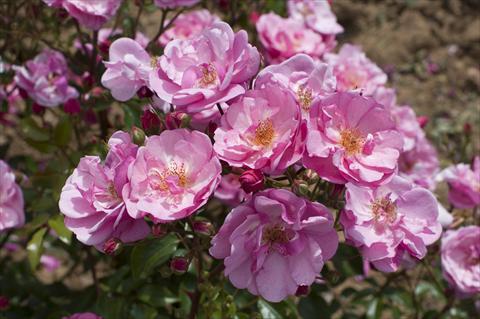 Photos von Blumenvarianten benutzt als: Topf und Beet Rosa floribunda Lavender Meidiland®