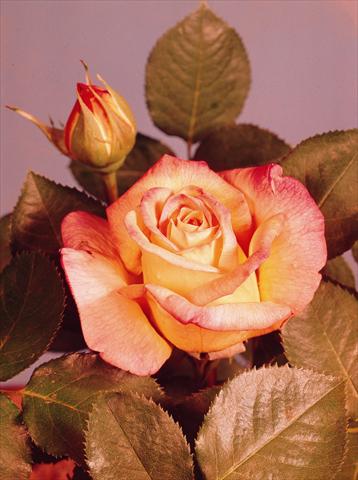 Photos von Blumenvarianten benutzt als: Topf und Beet Rosa floribunda Mme A. Meilland®  (Gioia, Peace)