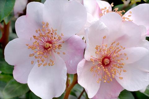 Photos von Blumenvarianten benutzt als: Topf und Beet Rosa floribunda Astronomia®