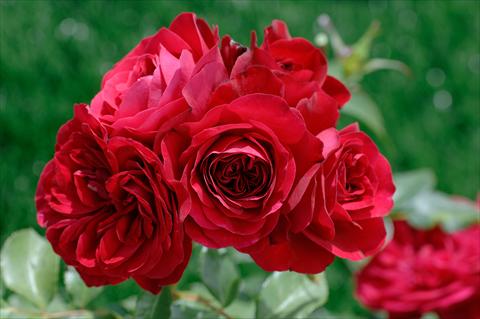 Photos von Blumenvarianten benutzt als: Topf und Beet Rosa floribunda Mona Lisa®
