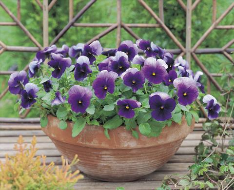Photos von Blumenvarianten benutzt als: Beet- / Rabattenpflanze Viola wittrockiana Nature Beacon F1