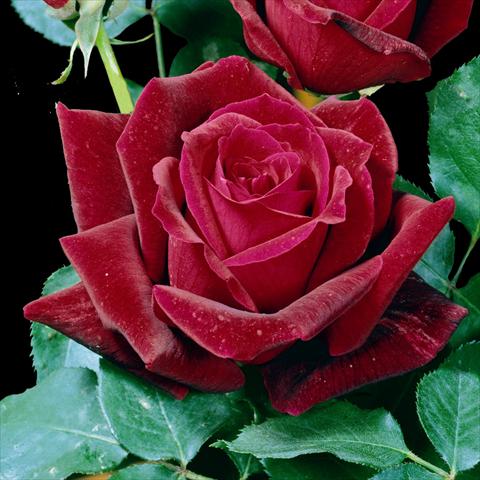 Photos von Blumenvarianten benutzt als: Topf und Beet Rosa floribunda Papa Meilland® Var. Meicesar