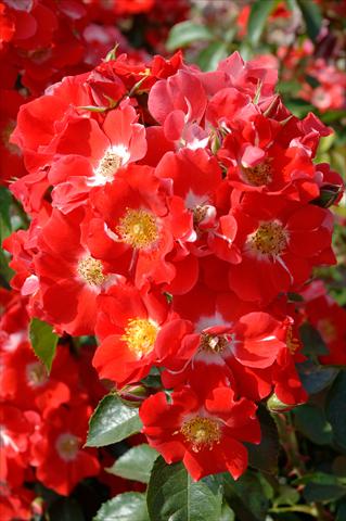 Photos von Blumenvarianten benutzt als: Topf und Beet Rosa paesaggistica Paso Doble®