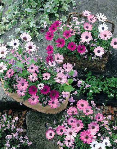 Photos von Blumenvarianten benutzt als: Beet- / Rabattenpflanze Osteospermum Passion Mix