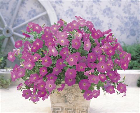 Photos von Blumenvarianten benutzt als: Ampel/Topf Petunia x hybrida Opera Supreme F1