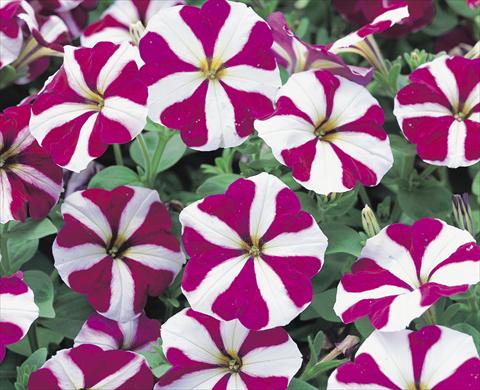 Photos von Blumenvarianten benutzt als: Beet- / Rabattenpflanze Petunia x hybrida Symphony Burgundy Star F1