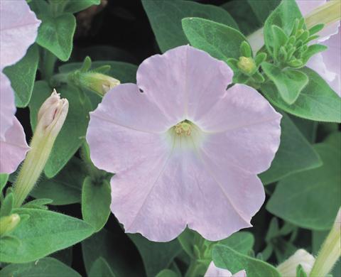 Photos von Blumenvarianten benutzt als: Beet- / Rabattenpflanze Petunia x hybrida Symphony Chiffon F1