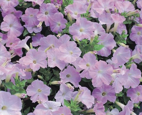 Photos von Blumenvarianten benutzt als: Beet- / Rabattenpflanze Petunia x hybrida Symphony Lavender Pink F1