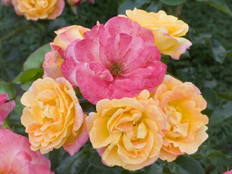 Photos von Blumenvarianten benutzt als: Topf und Beet Rosa floribunda Tzigane®