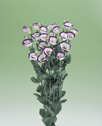 Photos von Blumenvarianten benutzt als: Schnittblume Lisianthus (Eustoma grandiflorum) Vulcan F1 Purple Picotee