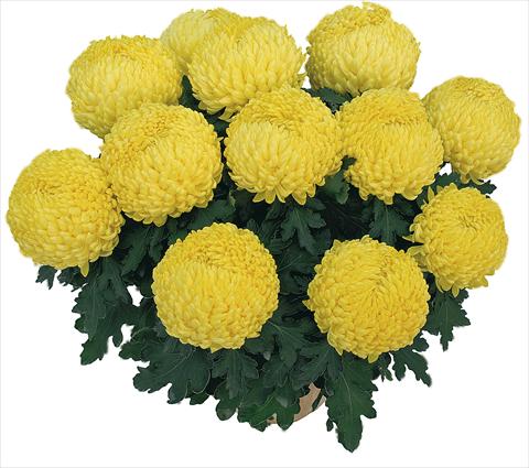 Photos von Blumenvarianten benutzt als: Topf Chrysanthemum Bouldor Jaune