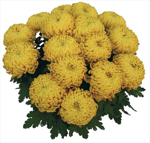 Photos von Blumenvarianten benutzt als: Topf Chrysanthemum Corola Dore