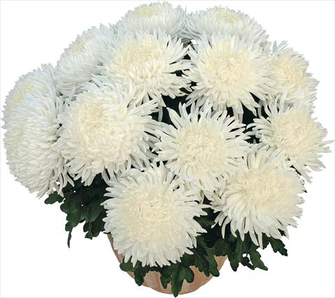 Photos von Blumenvarianten benutzt als: Topf Chrysanthemum Pikneige Blanc
