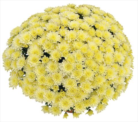 Photos von Blumenvarianten benutzt als: Topf Chrysanthemum Soda Vanille