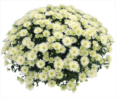 Photos von Blumenvarianten benutzt als: Topf Chrysanthemum Vinci Blanc