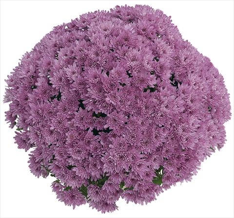 Photos von Blumenvarianten benutzt als: Topf Chrysanthemum Yahou Prune