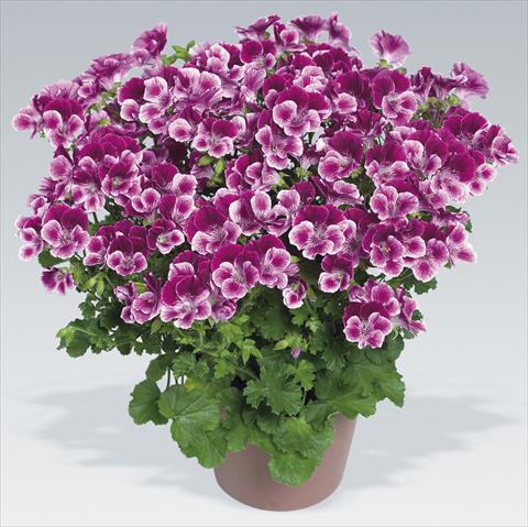 Photos von Blumenvarianten benutzt als: Topf Pelargonium grandiflorum pac® Angeleyes® Burgundy Red