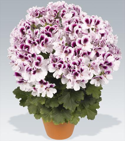 Photos von Blumenvarianten benutzt als: Topf Pelargonium grandiflorum pac® Aristo® Petticoat