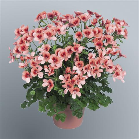 Photos von Blumenvarianten benutzt als: Topf Pelargonium grandiflorum pac® Angeleyes® Orange