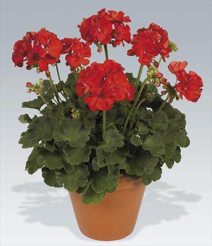 Photos von Blumenvarianten benutzt als: Topf Pelargonium zonale pac® Hidemi