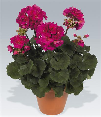 Photos von Blumenvarianten benutzt als: Topf, Beet, Terrasse Pelargonium zonale pac® Neona