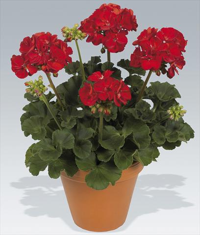 Photos von Blumenvarianten benutzt als: Topf Pelargonium zonale pac® Victor Improved