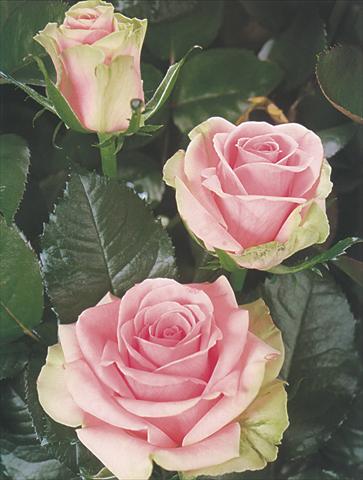 Photos von Blumenvarianten benutzt als: Schnittblume Rosa Tea Dancing Queen
