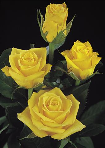 Photos von Blumenvarianten benutzt als: Schnittblume Rosa Tea Jupiter