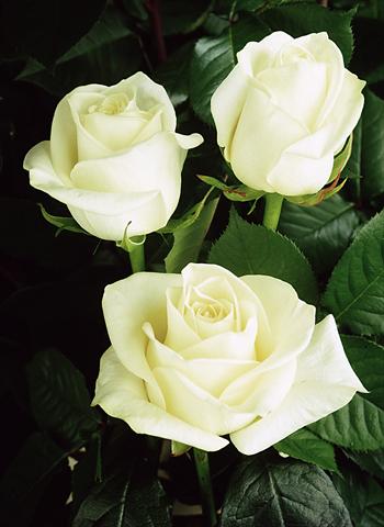 Photos von Blumenvarianten benutzt als: Schnittblume Rosa Tea Polarstar