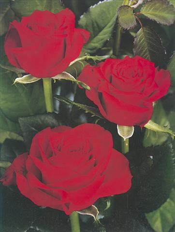 Photos von Blumenvarianten benutzt als: Schnittblume Rosa Tea Prestige
