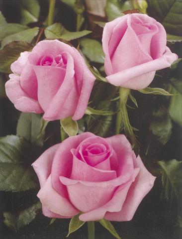 Photos von Blumenvarianten benutzt als: Schnittblume Rosa Tea Revival