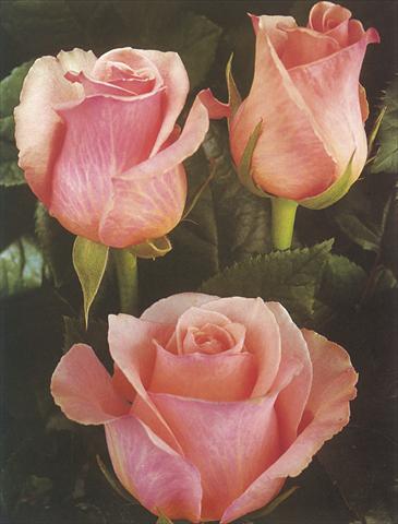 Photos von Blumenvarianten benutzt als: Schnittblume Rosa Tea Romance