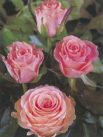 Photos von Blumenvarianten benutzt als: Schnittblume Rosa Tea Rosalie