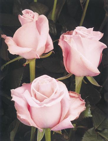 Photos von Blumenvarianten benutzt als: Schnittblume Rosa Tea Simona