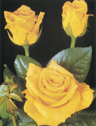 Photos von Blumenvarianten benutzt als: Schnittblume Rosa Tea Suela