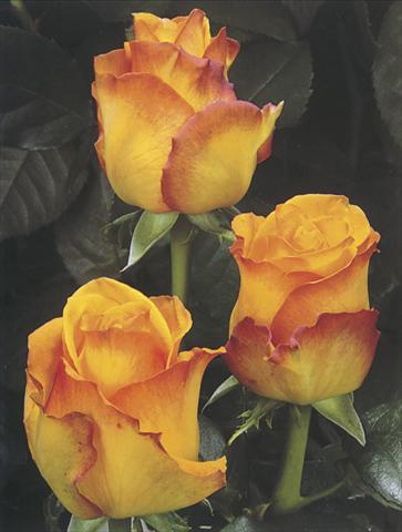 Photos von Blumenvarianten benutzt als: Schnittblume Rosa Tea Sunremo