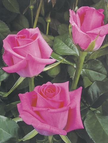 Photos von Blumenvarianten benutzt als: Schnittblume Rosa Tea Topaz