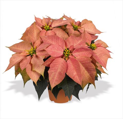 Photos von Blumenvarianten benutzt als: Ampel/Topf Poinsettia - Euphorbia pulcherrima RED FOX Marco Polo