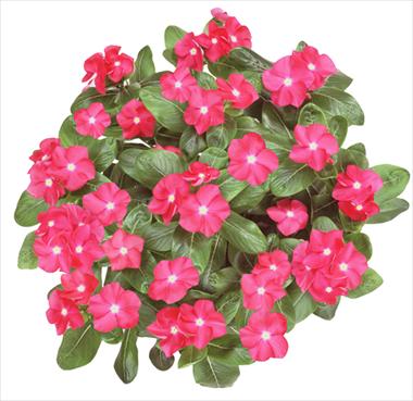 Photos von Blumenvarianten benutzt als: Ampel/Topf Catharanthus roseus - Vinca Galaxy® Cherry