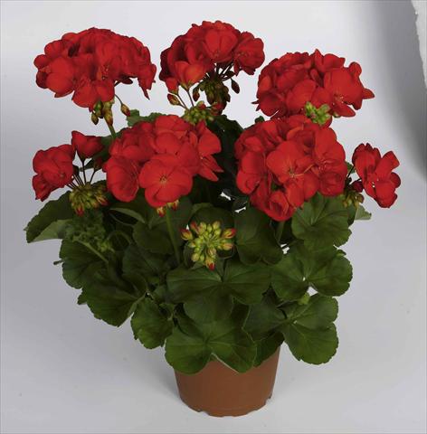 Photos von Blumenvarianten benutzt als: Topf Pelargonium zonale RED FOX Survivor Scarlet