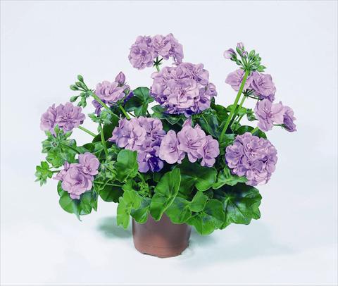 Photos von Blumenvarianten benutzt als: Topf, Beet, Terrasse Pelargonium peltatum RED FOX Pacific Lavender
