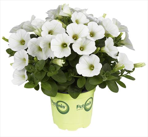 Photos von Blumenvarianten benutzt als: Topf, Beet, Terrasse Petunia RED FOX Potunia® Piccola White