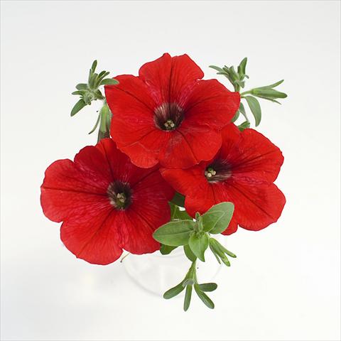Photos von Blumenvarianten benutzt als: Ampel/Topf Petunia x hybrida RED FOX Surprise Red