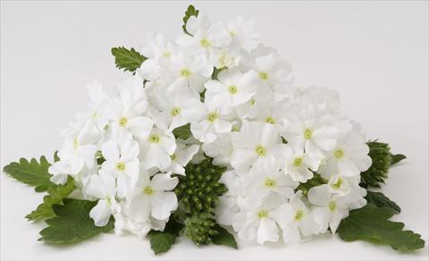 Photos von Blumenvarianten benutzt als: Topf, Beet, Terrasse, Ampel Verbena RED FOX Empress White