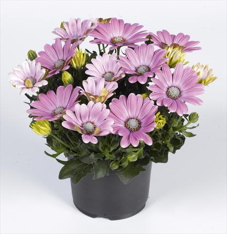 Photos von Blumenvarianten benutzt als: Topf und Beet Osteospermum RED FOX Summertime® Soft Pink