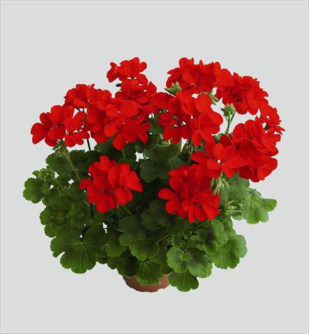 Photos von Blumenvarianten benutzt als: Ampel/Topf Pelargonium interspec. RED FOX Schöne von Rheinberg