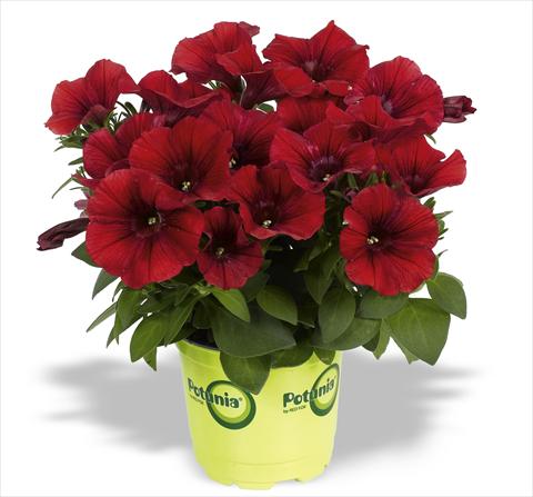 Photos von Blumenvarianten benutzt als: Topf, Beet, Terrasse, Ampel Petunia RED FOX Potunia® Dark Red